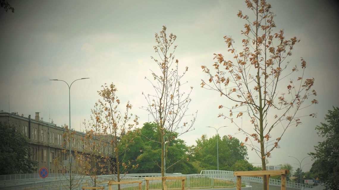 Drzewa w Lublinie marnieją i usychają. Niektóre niedawno posadzono [zdjęcia]