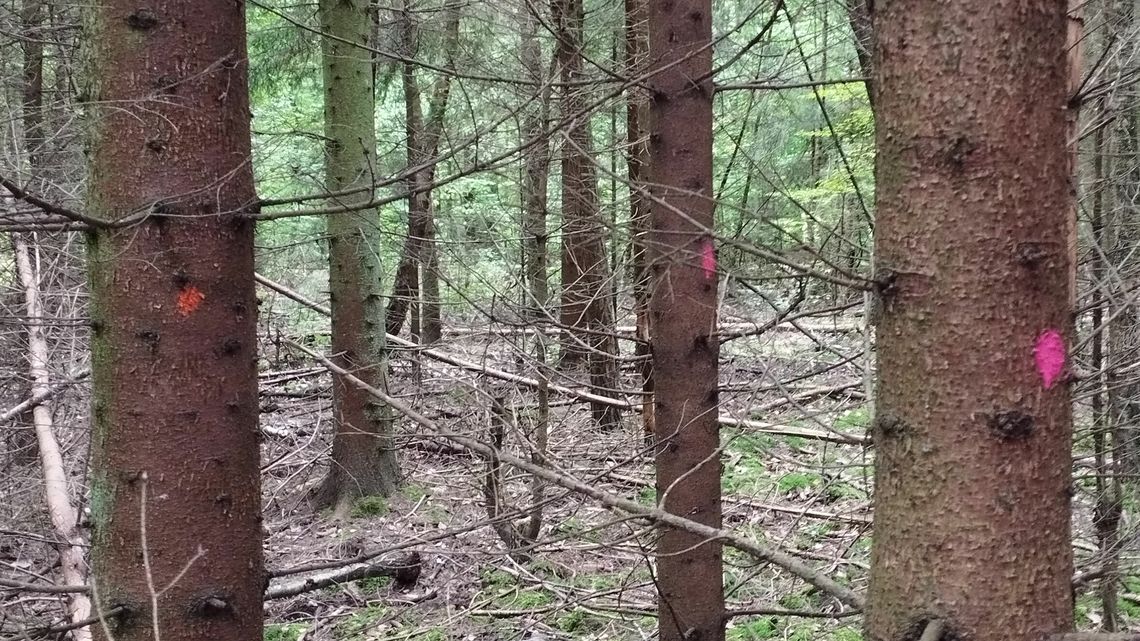 Drzewa w Starym Gaju już oznaczone do wycinki Drzewa w Starym Gaju już oznaczone do wycinki