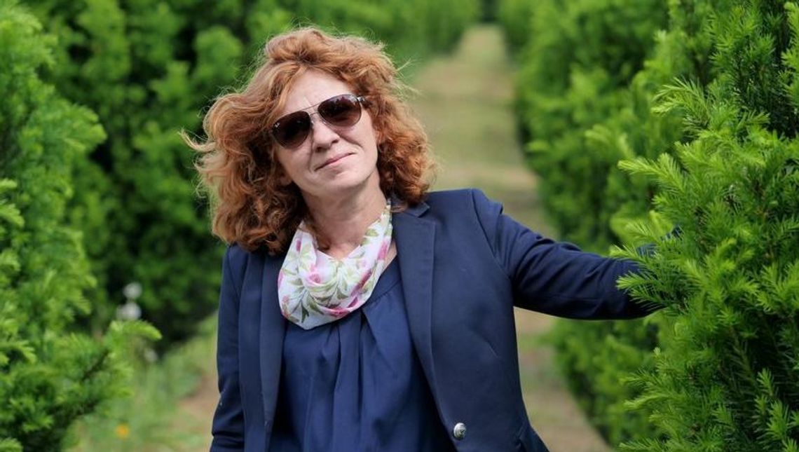 Drzewa z Klementowic rosną w wielu europejskich miastach. "100-letniego drzewa nie zastąpimy nawet setką młodych"