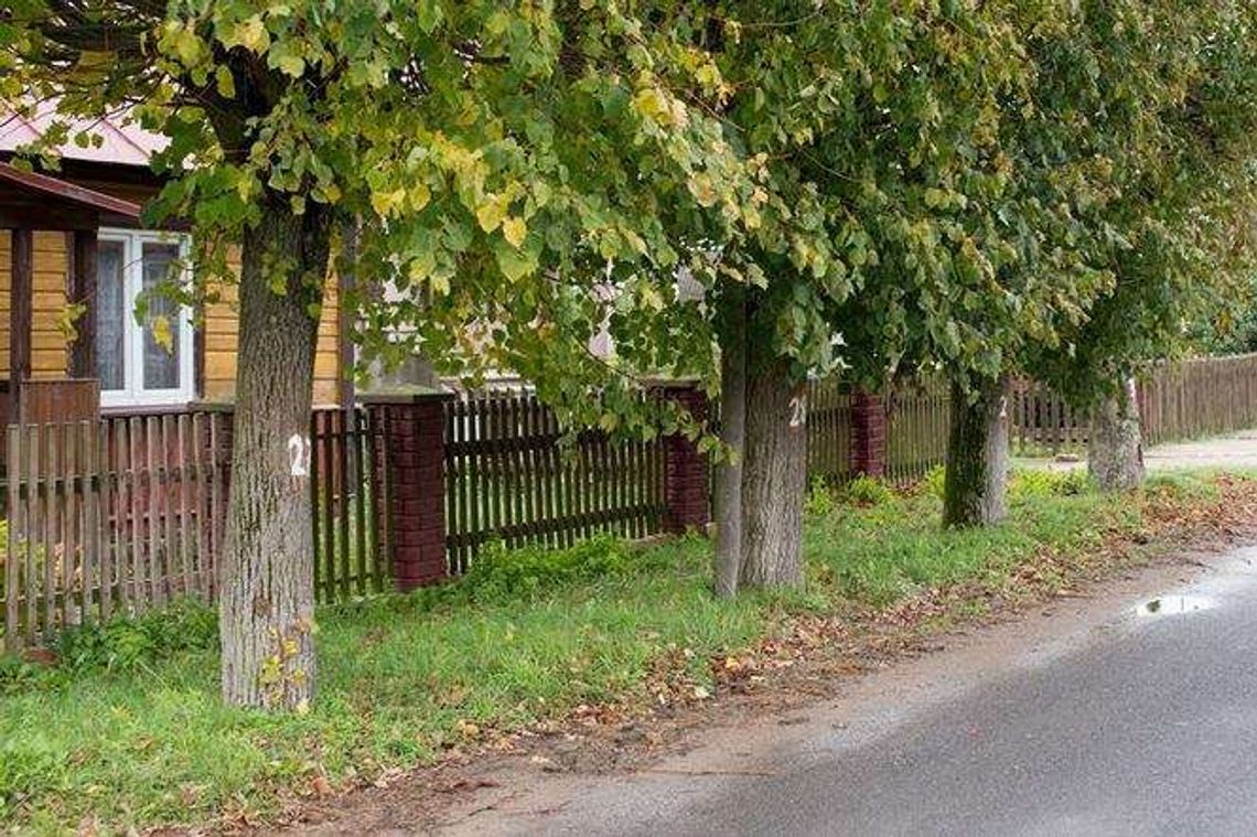 Drzewa zagrażają bezpieczeństwu? "Wycinka będzie wizualną masakrą" Drzewa zagrażają bezpieczeństwu? "Wycinka będzie wizualną masakrą"