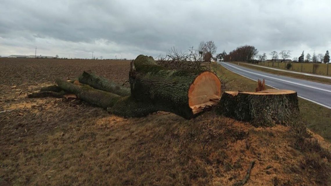 "Drzewa zagrażają też tym, że rosną zbyt blisko drogi". Rzecznik ZDW o wycinkach "Drzewa zagrażają też tym, że rosną zbyt blisko drogi". Rzecznik ZDW o wycinkach