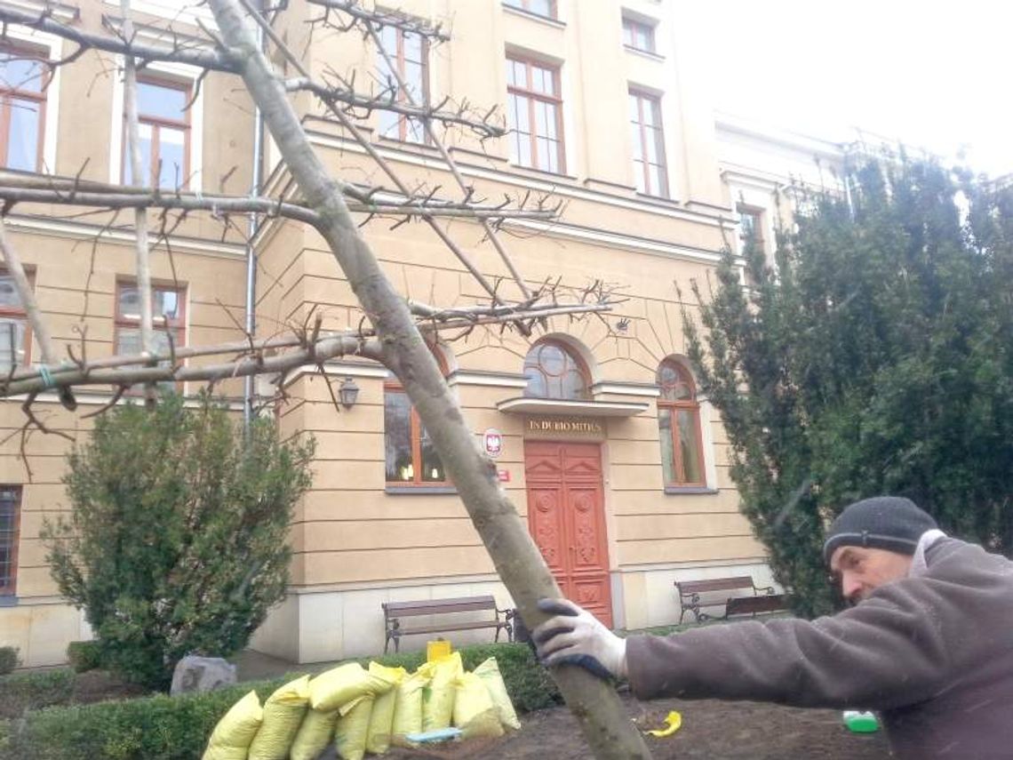 Drzewka na płasko. Wyglądają jak słupy telegraficzne Drzewka na płasko. Wyglądają jak słupy telegraficzne