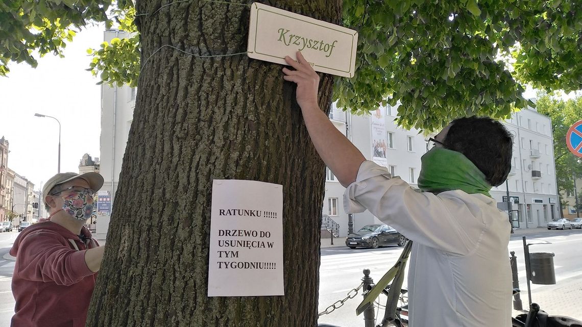 Drzewo do wycinki na ul. Lipowej ma na imię Krzysztof. Zniknie stąd razem z 29 innymi