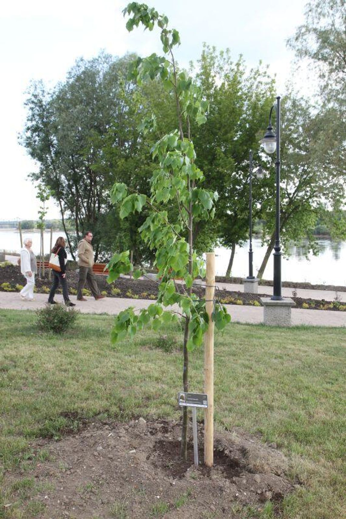 Drzewo Hey w Puławach, Kultu w Lublinie Drzewo Hey w Puławach, Kultu w Lublinie
