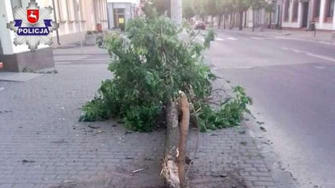 Drzewo nie przetrwało zderzenia z oplem. Kierowca zasnął