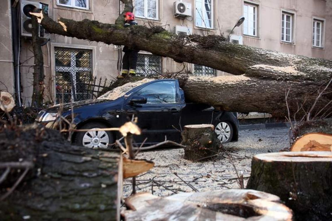 Drzewo przewróciło się na samochód przy ul. Sądowej (wideo, zdjęcia)