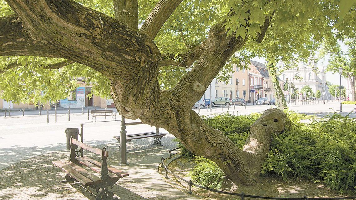 Drzewo Roku 2018 jest w woj. lubelskim. 4 tys. głosów Drzewo Roku 2018 jest w woj. lubelskim. 4 tys. głosów