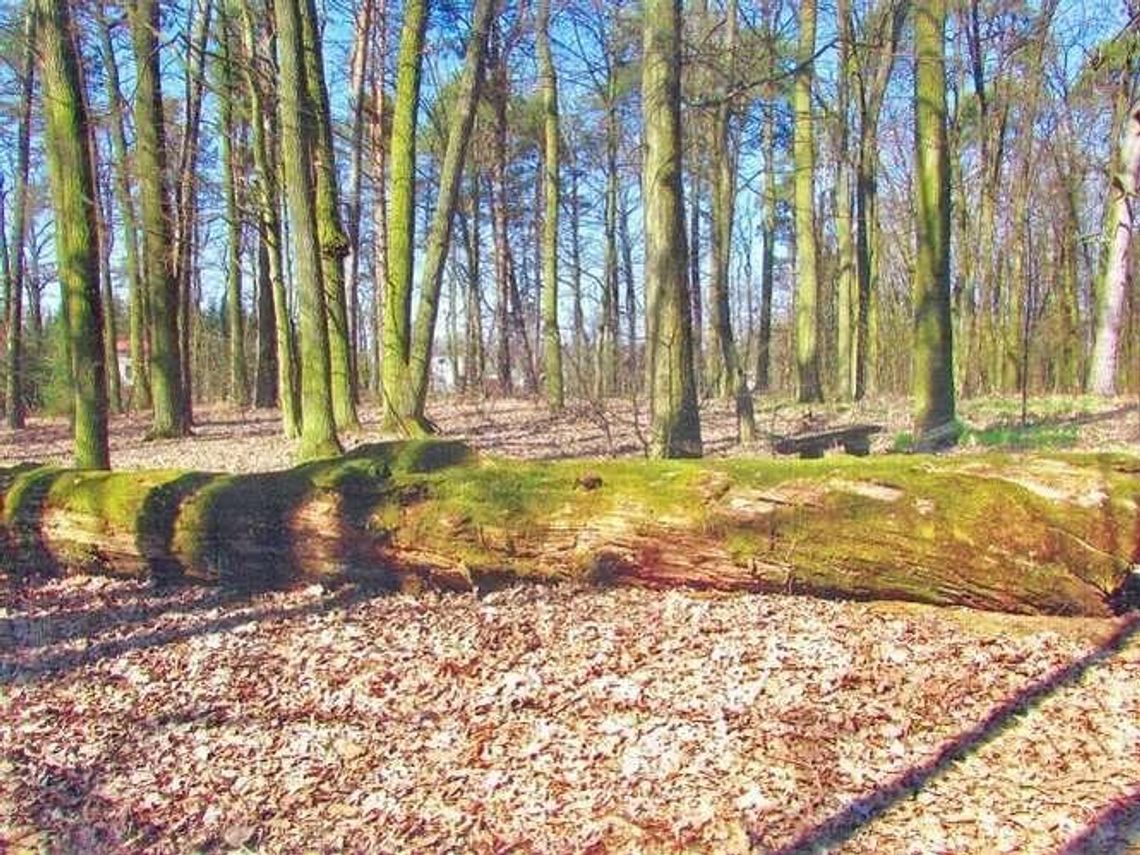 Drzewo Roku: Sosna Ludwiki i dąb Tadeusza walczą o głosy Drzewo Roku: Sosna Ludwiki i dąb Tadeusza walczą o głosy