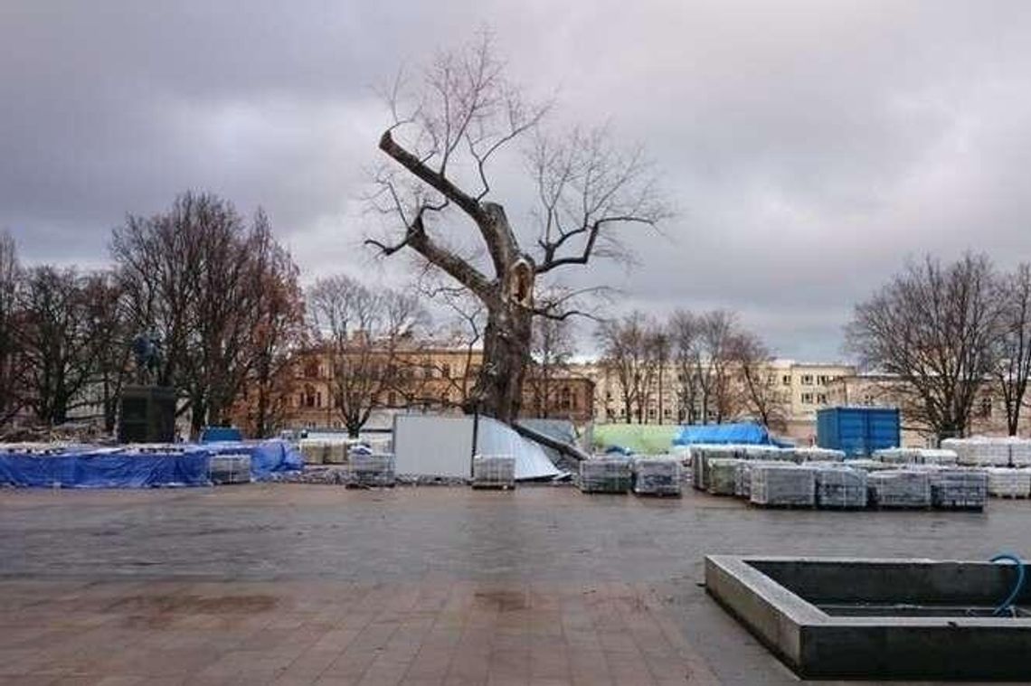 "Drzewo skończyło już swój żywot". Co stanie w miejscu 120-letniego Baobabu?