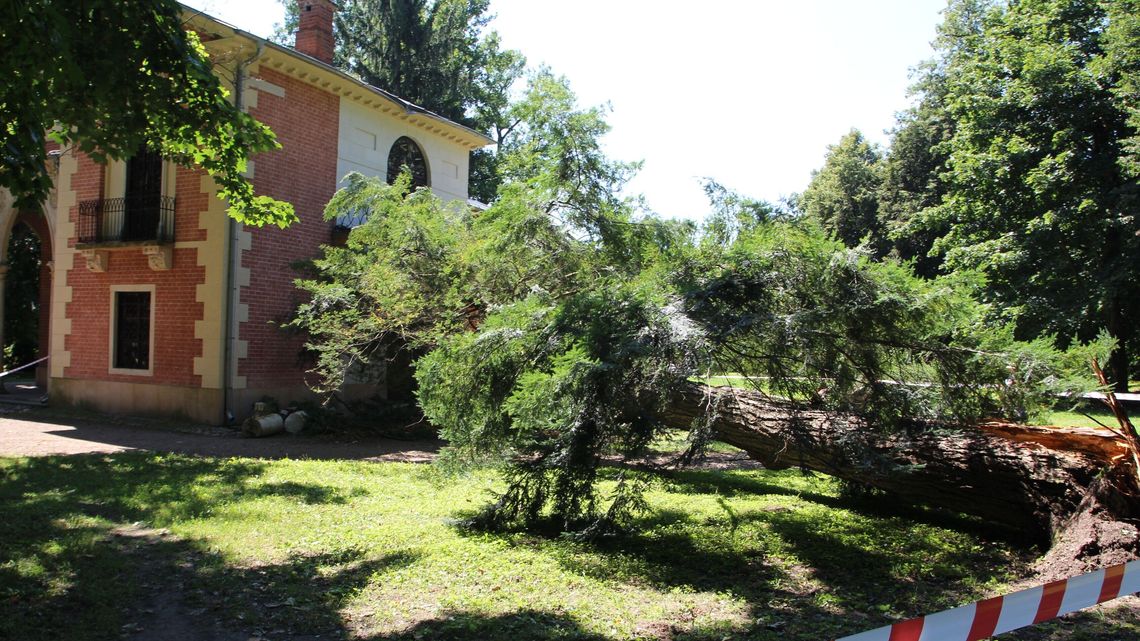 Drzewo uszkodziło jeden z najcenniejszych zabytków Puław