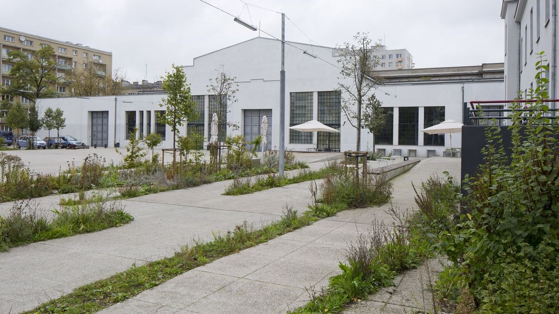 Drzewo w donicy to jak kura w klatce. Rozmowa z Janem Rylke