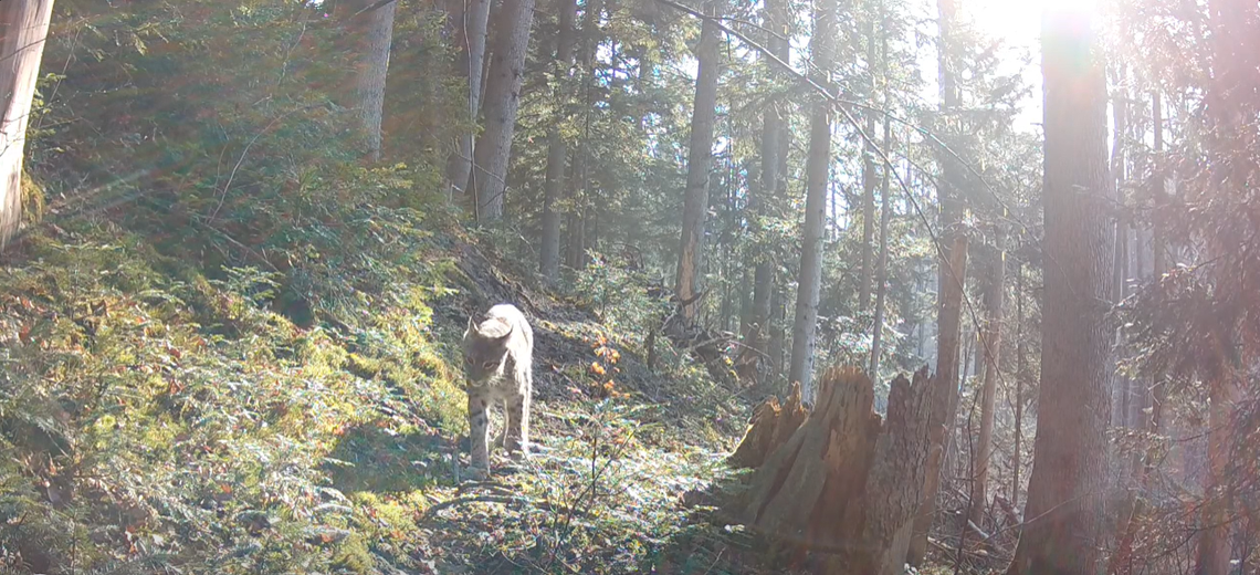 "Duch puszczy" na Roztoczu. Rzadki widok uwieczniony na nagraniu