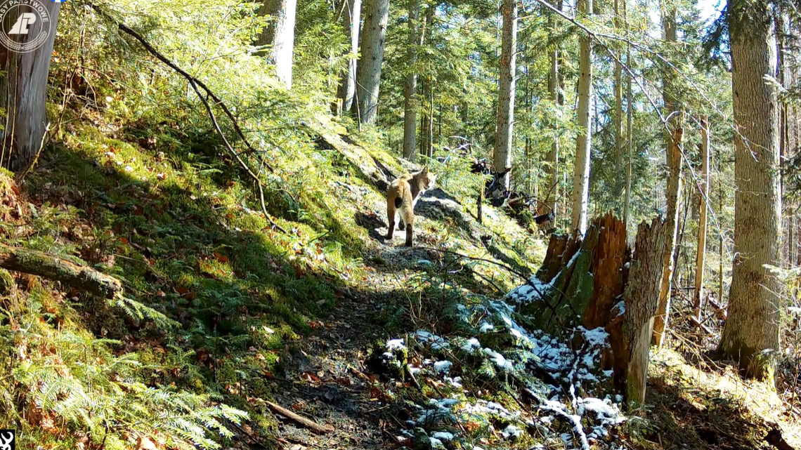 "Duch" uchwycony na Roztoczu. To rzadki widok "Duch" uchwycony na Roztoczu. To rzadki widok