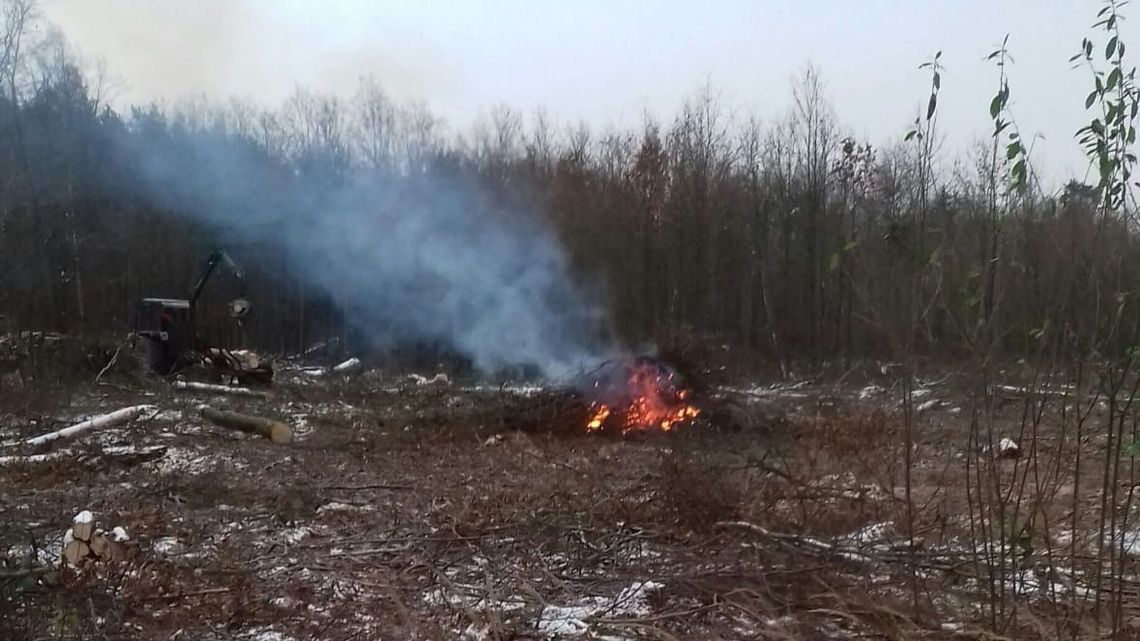 Duża wycinka drzew w lesie w Lublinie. Używany jest też „otwarty ogień technologiczny”