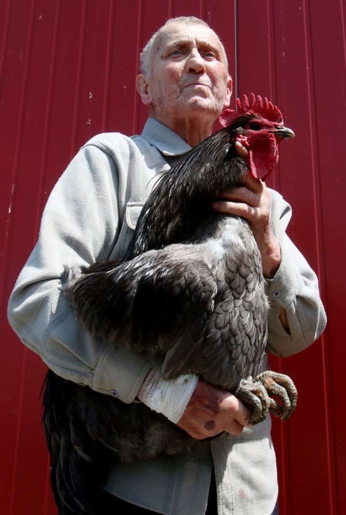 Duże, małe, bojowe i znoszące zielone jajka