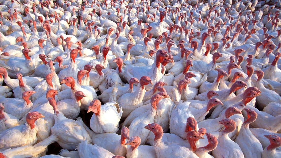 Duże ognisko ptasiej grypy. Tysiące indyków do utylizacji