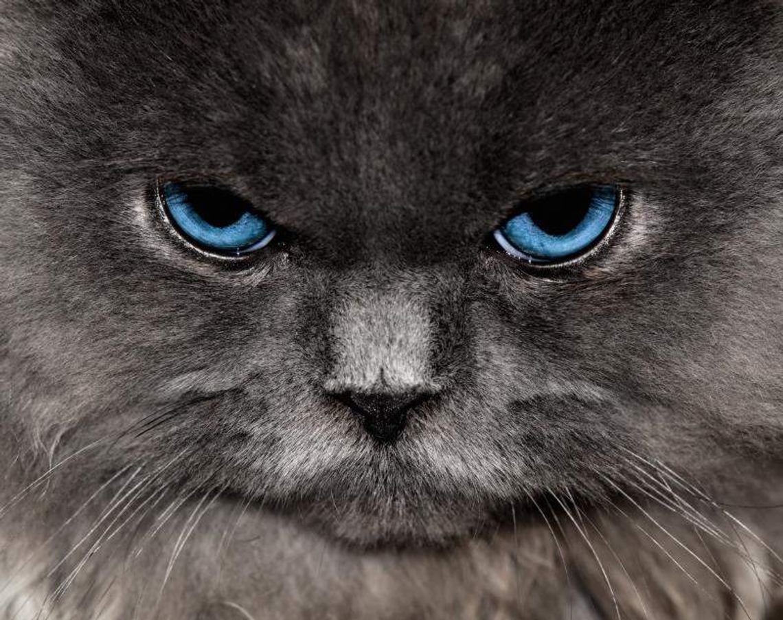 Dwa koty i psa podejrzewano o... szpiegostwo