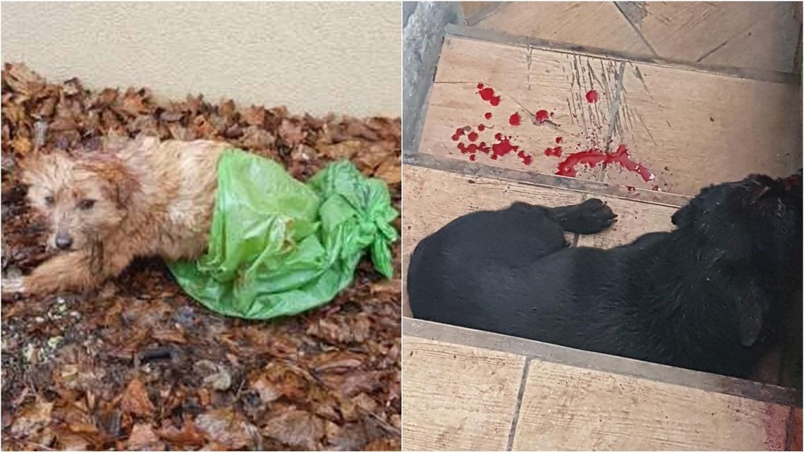 Dwa makabryczne odkrycia tego samego dnia. Jeden pies pocięty nożem, drugi w worku na śmieci Dwa makabryczne odkrycia tego samego dnia. Jeden pies pocięty nożem, drugi w worku na śmieci