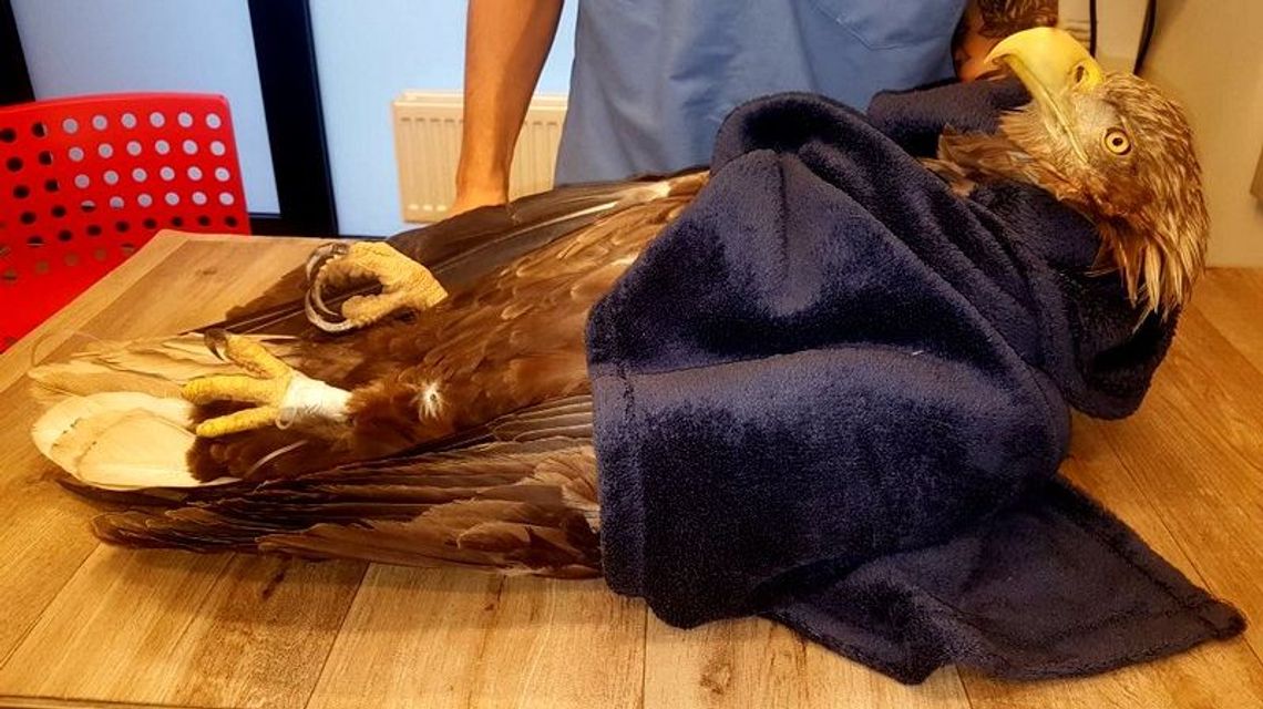 Dwa zatrute bieliki w woj. lubelskim. Ornitolodzy proszą o pomoc w odnalezieniu zatrutej przynęty