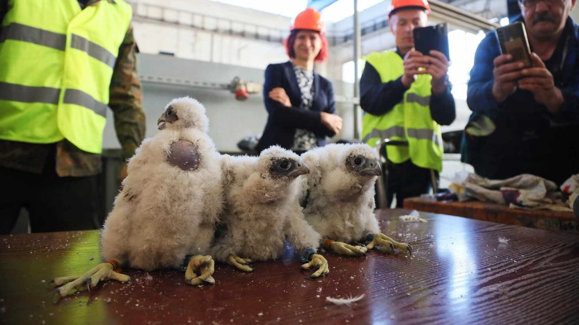 Dwie dziewczyny i jeden chłopak. A na horyzoncie zastępczy tata Dwie dziewczyny i jeden chłopak. A na horyzoncie zastępczy tata