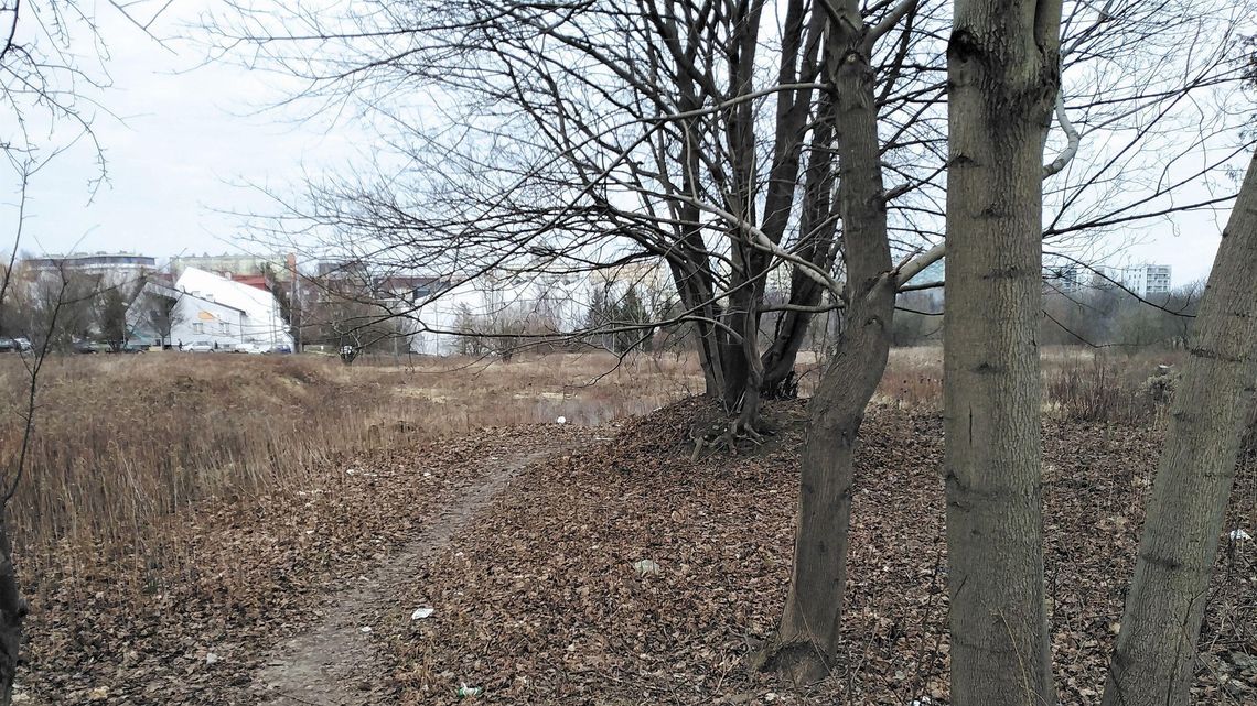 Dwie inwestycje mieszkaniowe w Lublinie. Deweloperzy proszą o zgodę na wycinkę drzew