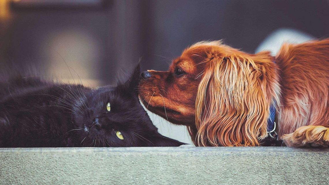 Dwie organizacje pomagają zwierzętom. Awantura o transparentność