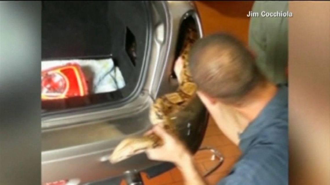Dwumetrowy boa dusiciel zaklinowany w samochodzie (wideo)