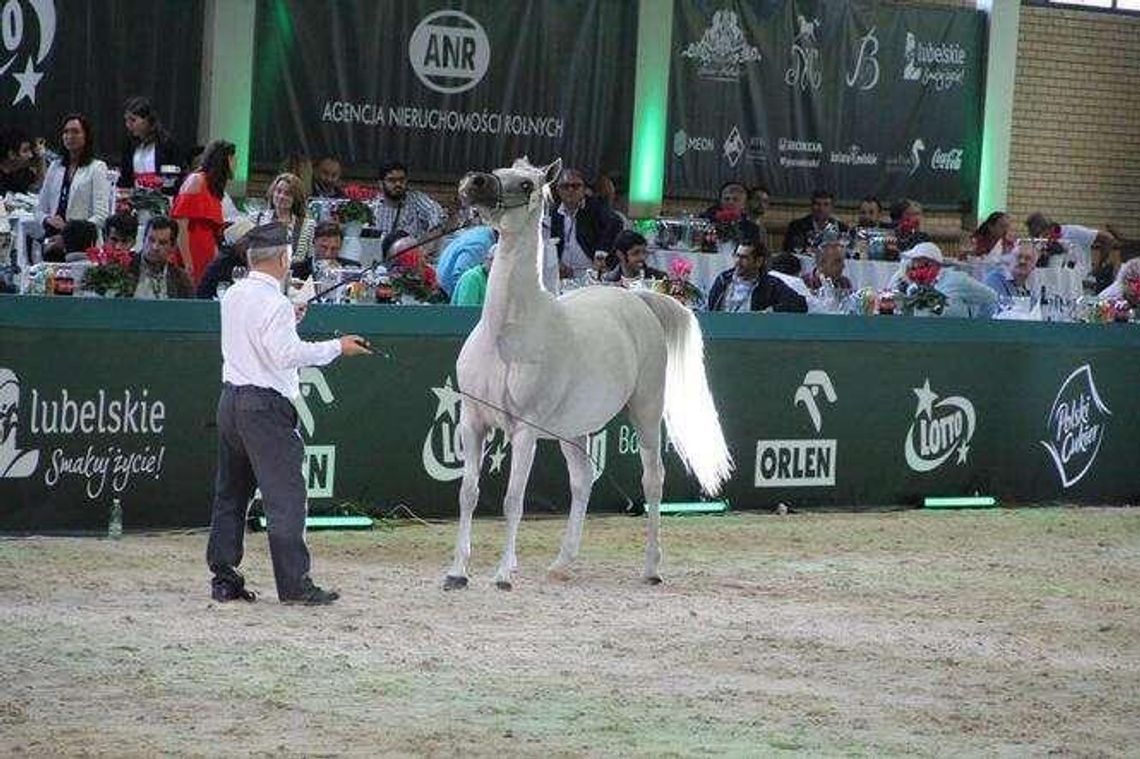 Dyrektor ANR zatajał niekorzystne informacje o aukcji w Janowie Podlaskim? Stanie przed sądem Dyrektor ANR zatajał niekorzystne informacje o aukcji w Janowie Podlaskim? Stanie przed sądem