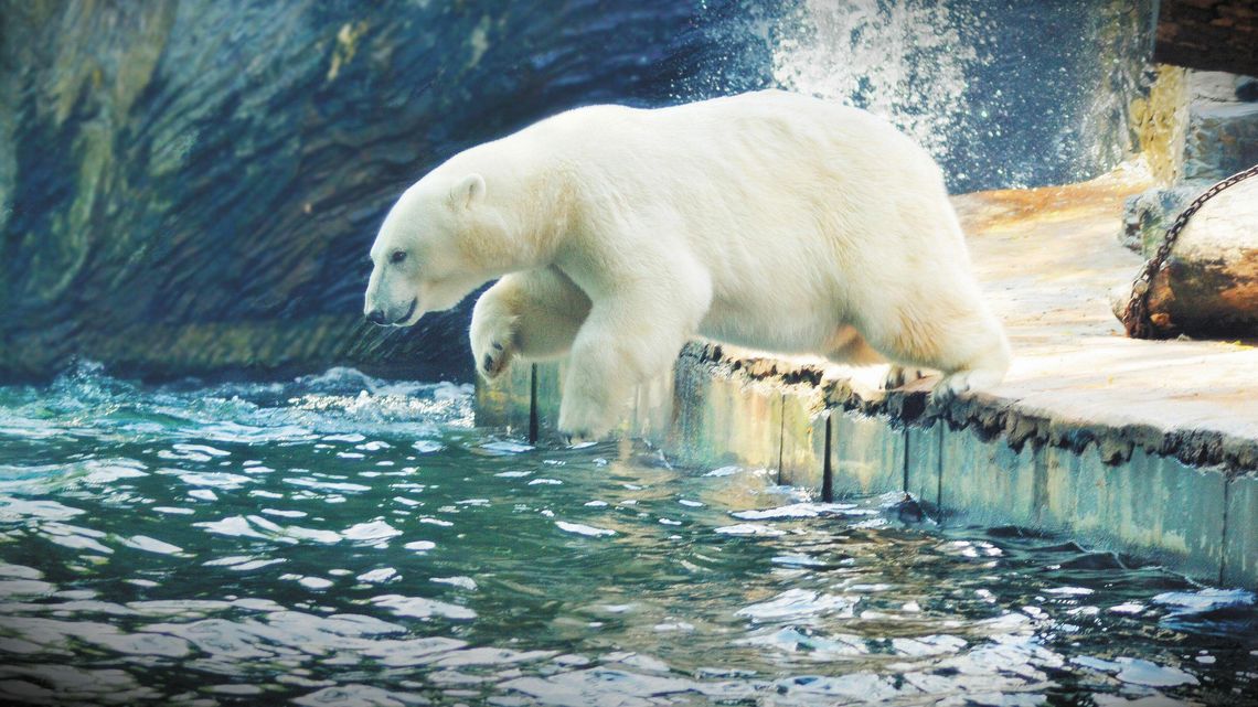 Dyszą, brodzą, leżakują. Sposoby zwierząt na upały