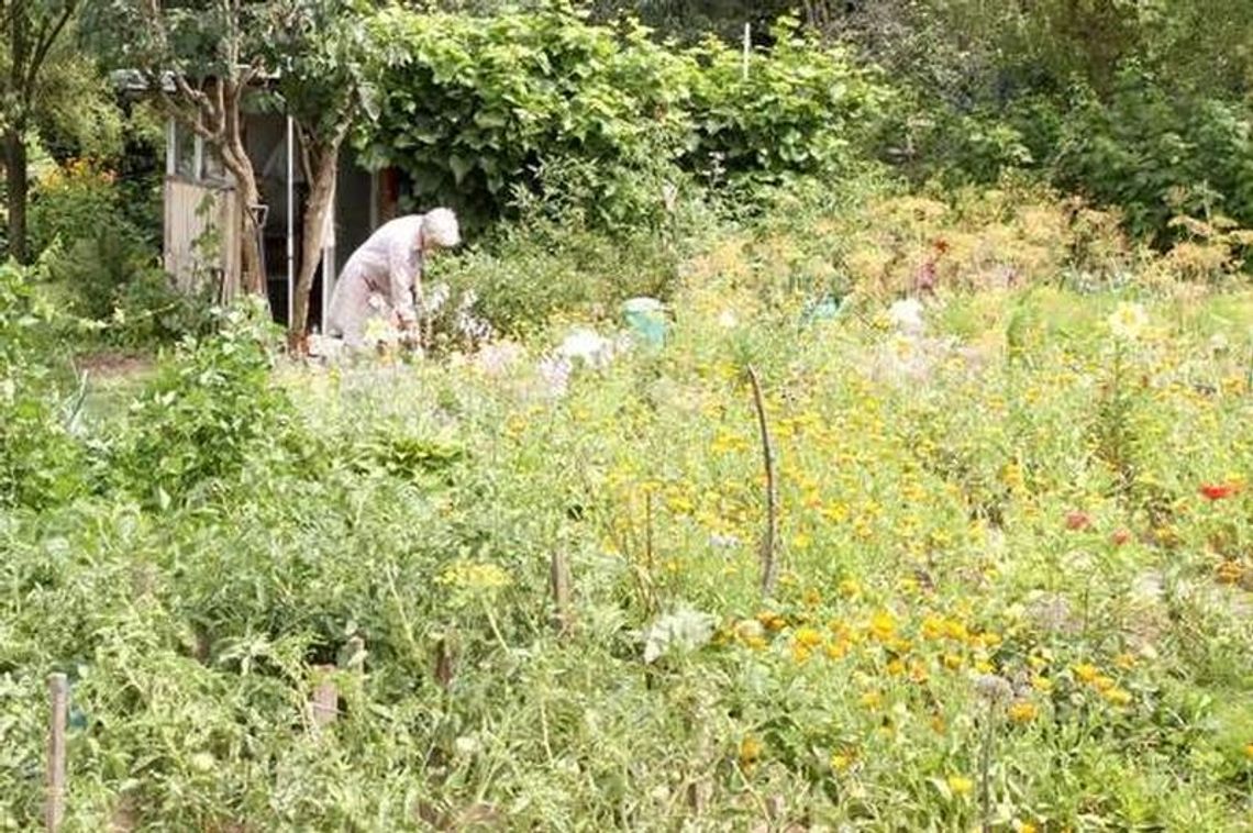 Działkowcy z Lublina w obronie ogródków. 7 tys. podpisów