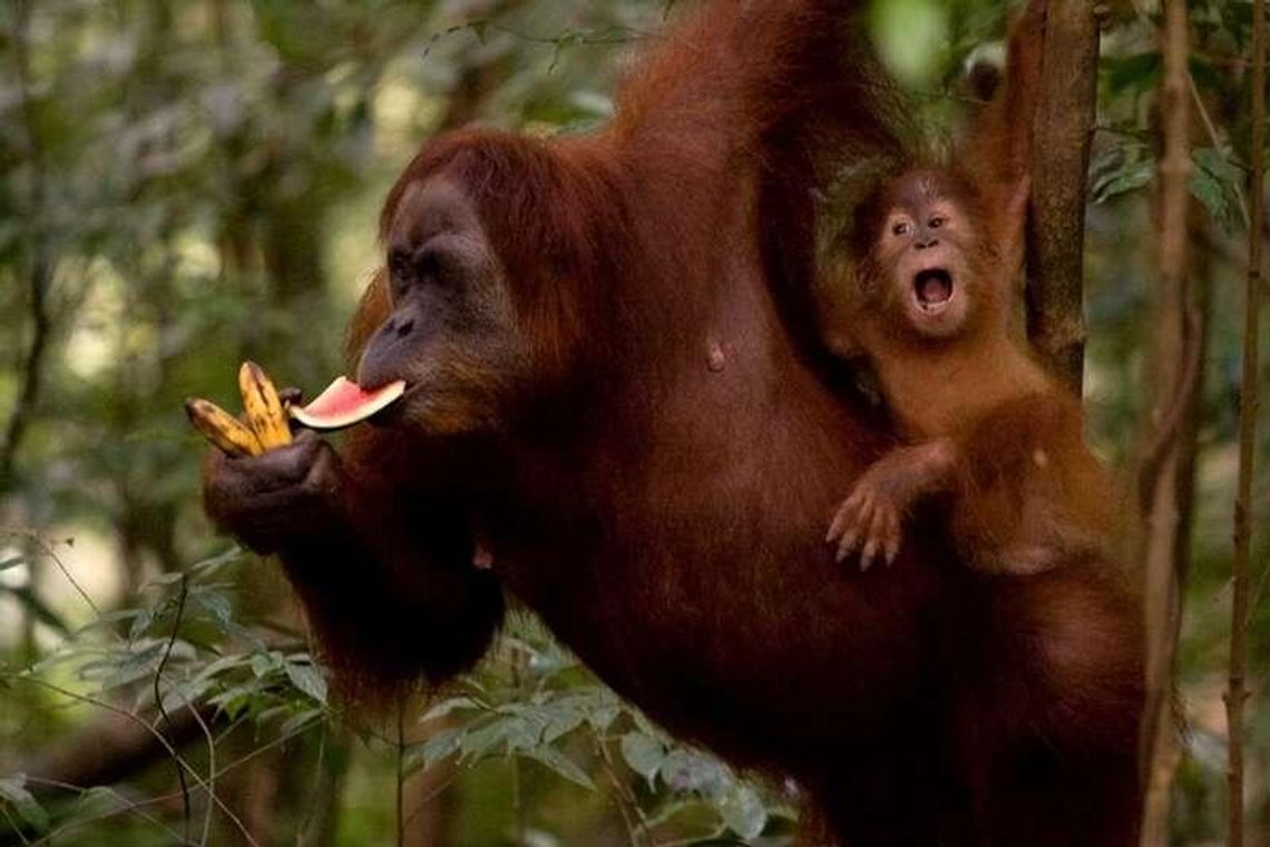 Dzieci o ratowaniu zwierząt