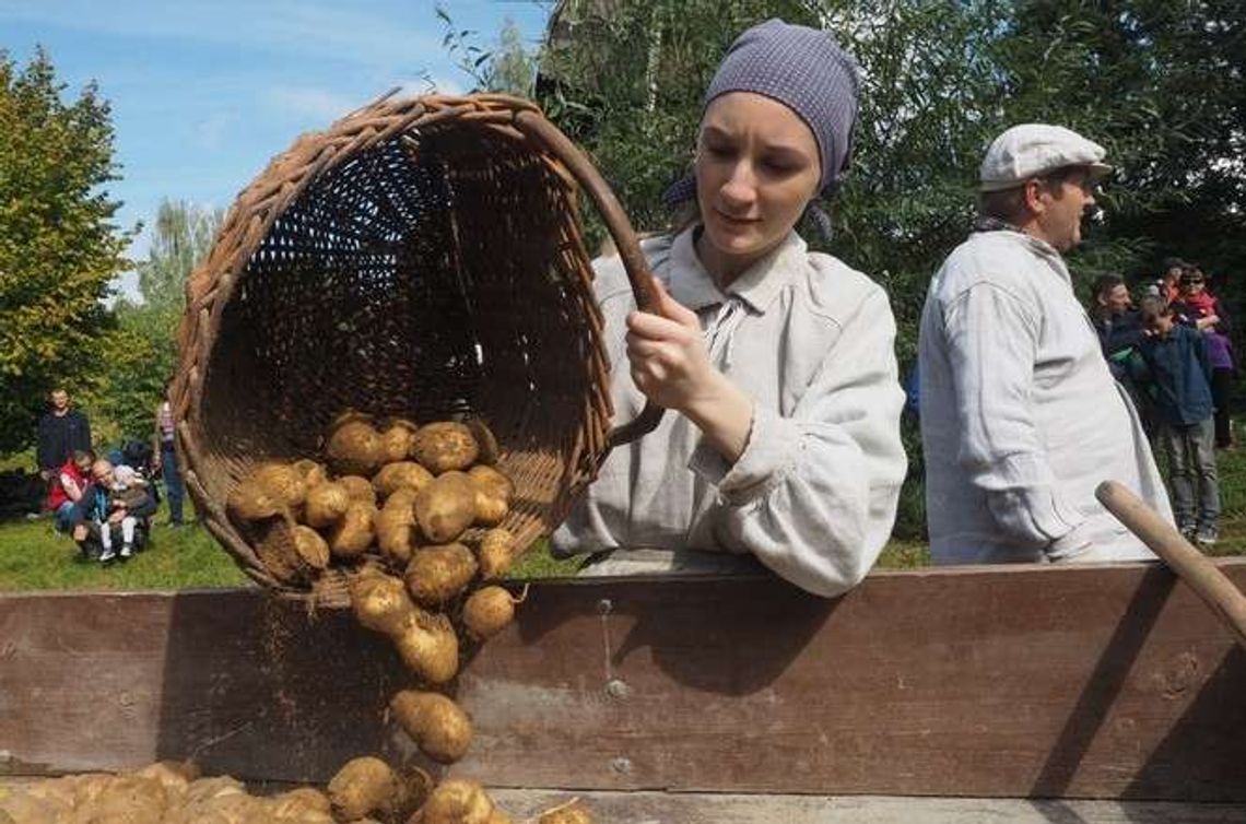 Dzieci pomagały zbierać ziemniaki. Wykopki w skansenie (zdjęcia) Dzieci pomagały zbierać ziemniaki. Wykopki w skansenie (zdjęcia)