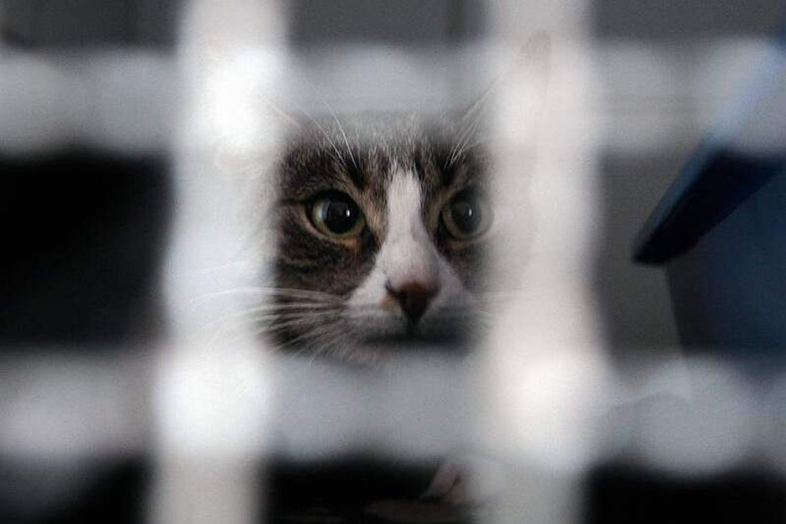 Dzieci w wieku 9 i 10 lat zmasakrowały ciężarną kotkę