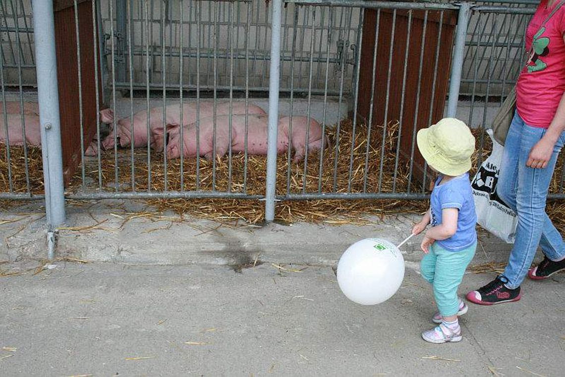 Dzień Otwartych Drzwi w LODR w Końskowoli: Były kury, świnie i ciągniki (zdjęcia)
