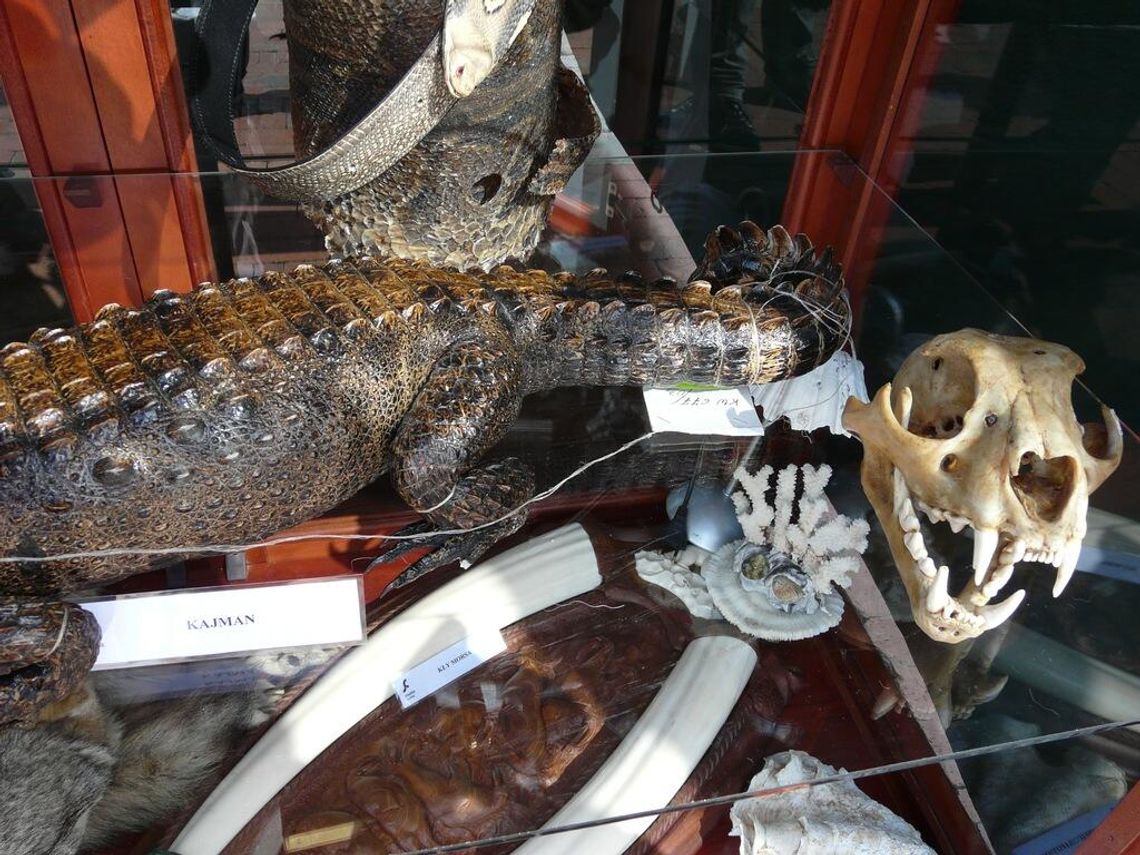 Dzień Służby Celnej w Zamościu (zdjęcia)