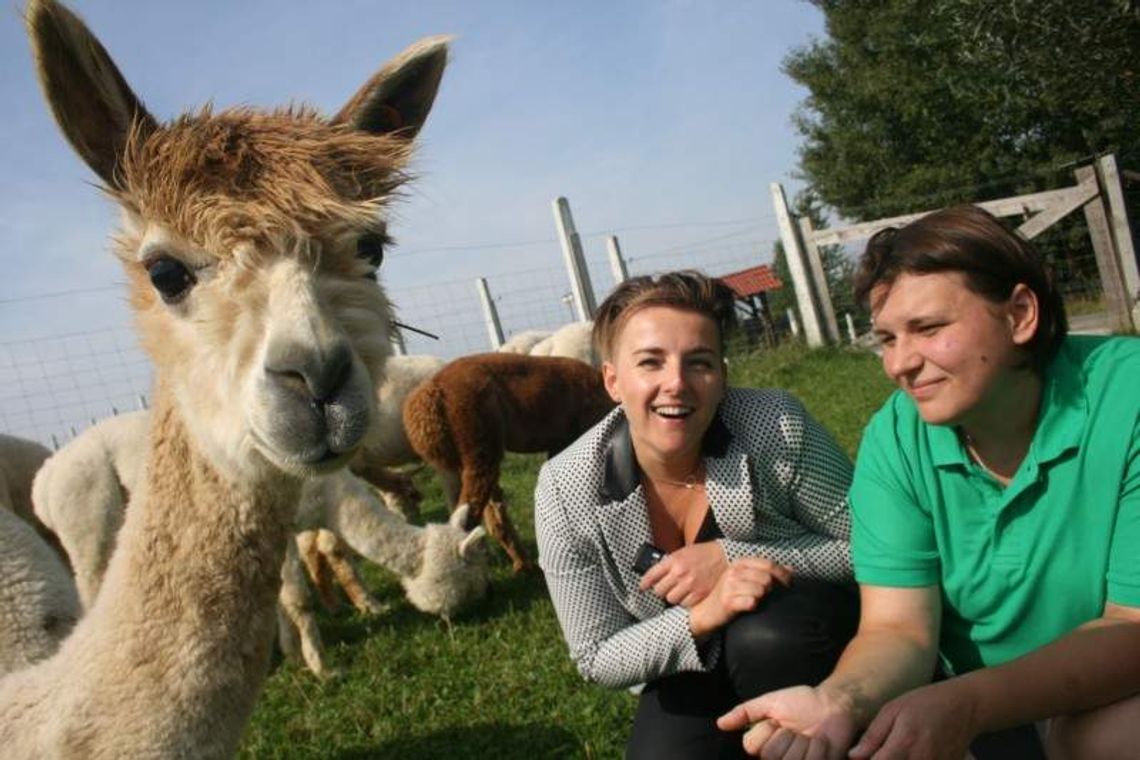 Dzień z alpakami. Cieszą, leczą i czasami dają popalić