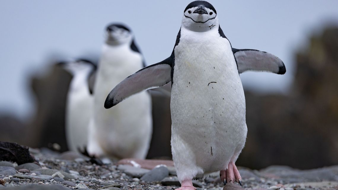 Dzień Ziemi: Sekretne życie pingwinów do zobaczenia 
