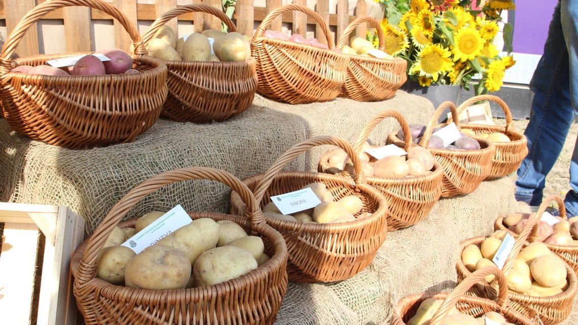 Dzień Ziemniaka w Pożogu. Która odmiana jest najlepsza? Dzień Ziemniaka w Pożogu. Która odmiana jest najlepsza?