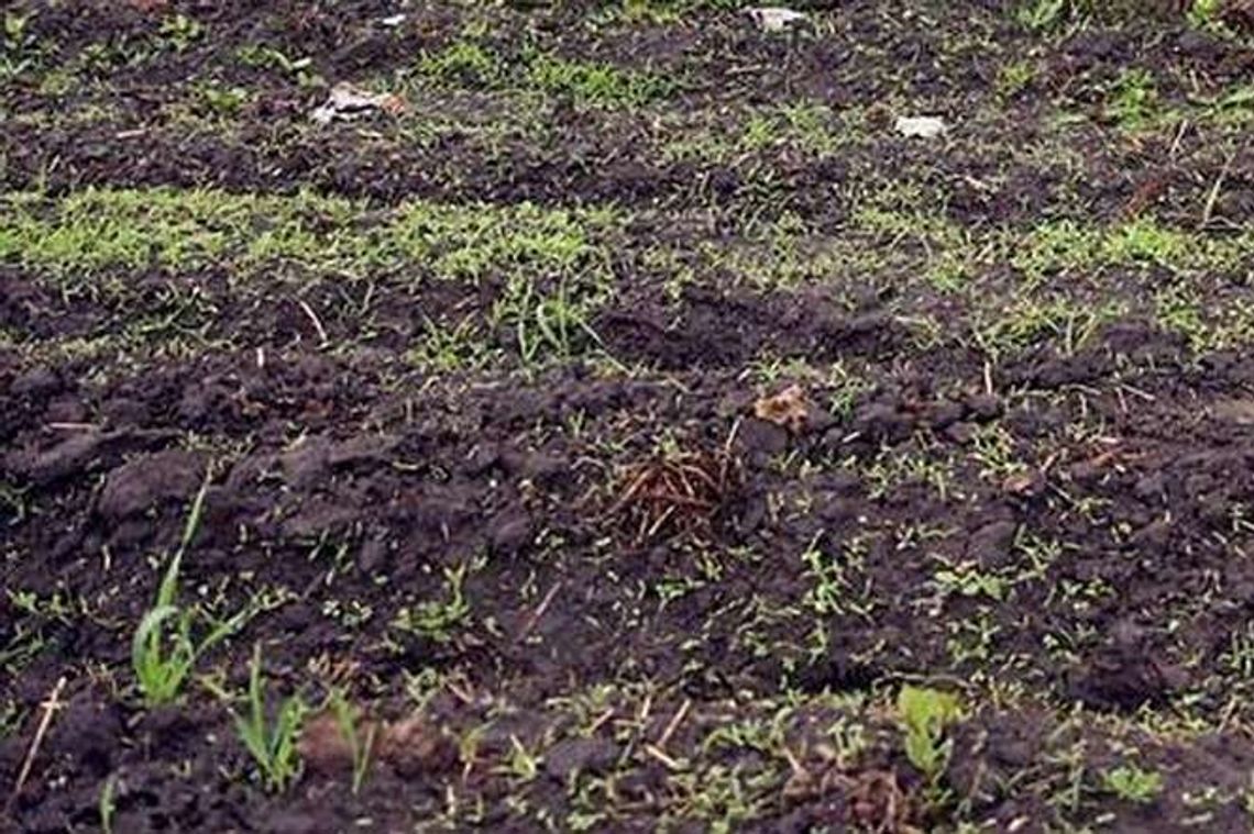 Dzierżawa ziemi od ANR już możliwa. Sprzedaż nadal wstrzymana