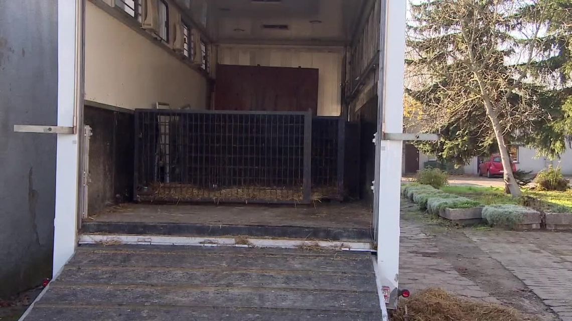 „Dziesięć tygrysów było upchniętych jak sardynki w puszce”. Przyczepa, którą wieziono zwierzęta