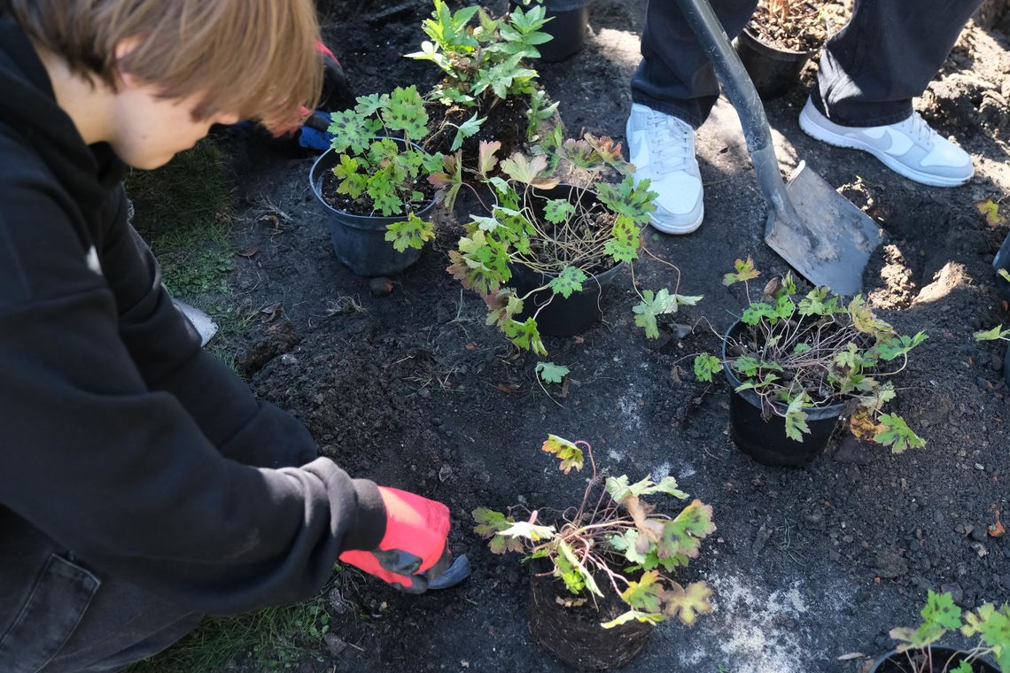 Dziewięć zielonych pomysłów do realizacji. Miasto wybrało projekty w ramach Zielonego Budżetu