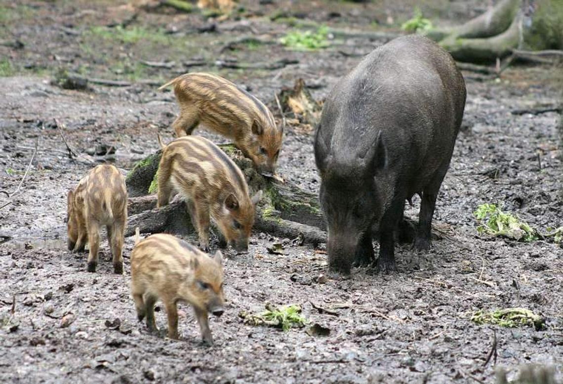 Dzik jest dziki, rolnik jest zły