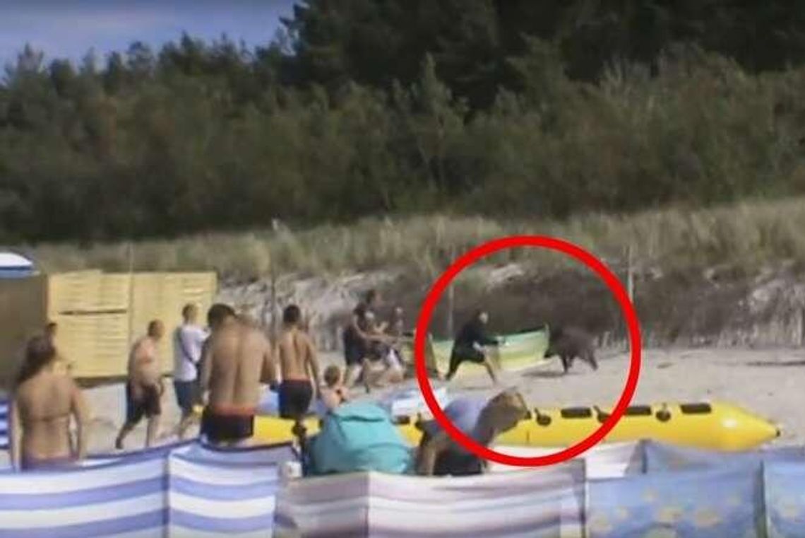 Dzik na plaży w Karwi nad Bałtykiem. Poturbował kilka osób (wideo) Dzik na plaży w Karwi nad Bałtykiem. Poturbował kilka osób (wideo)