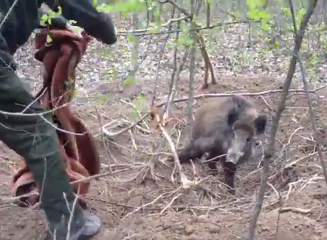 Dzik w potrzasku. Nagrali akcję ratunkową (wideo)
