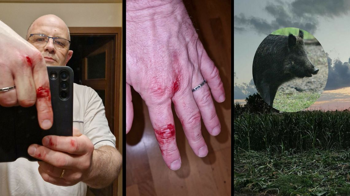 Dzik zaatakował radnego PiS. "Biegł prosto na mnie"