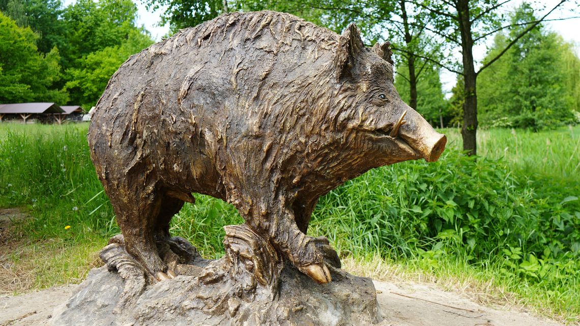 Dzik zaprasza do odwiedzin w lubelskim skansenie Dzik zaprasza do odwiedzin w lubelskim skansenie