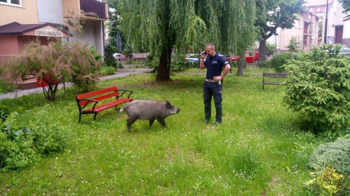 Dzik zjadł dzieciom pierogi, a potem zaczął na nie warczeć