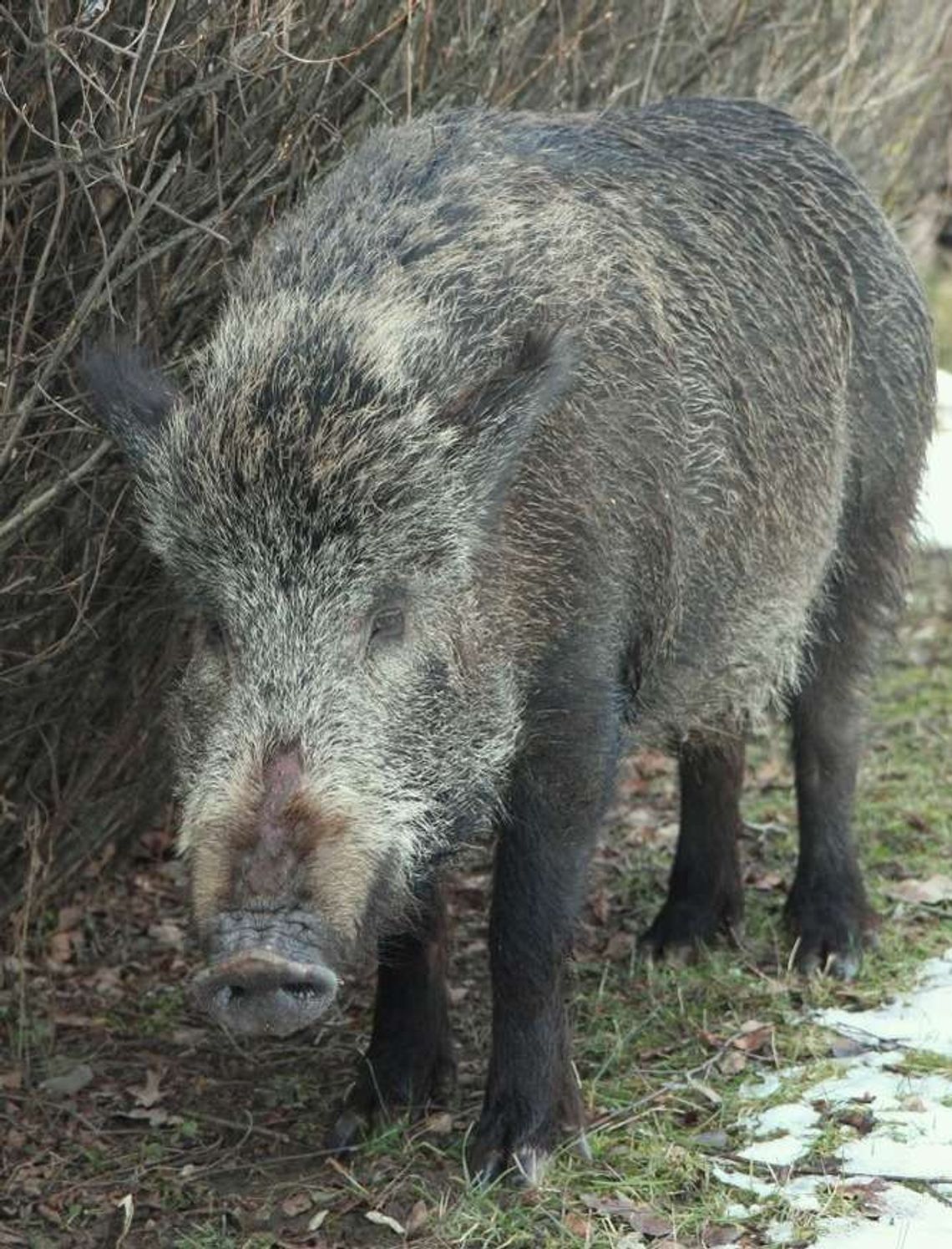 Dziki i bobry niszczą uprawy. Coraz więcej odszkodowań Dziki i bobry niszczą uprawy. Coraz więcej odszkodowań