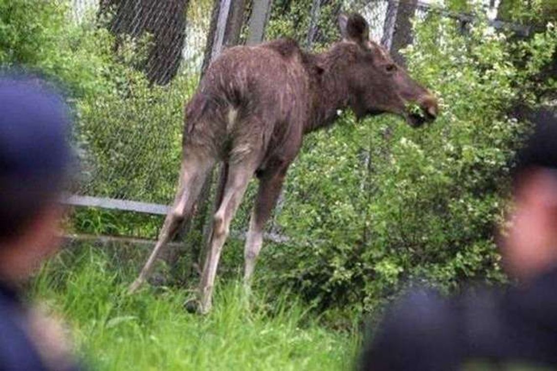 Dziki i łosie powodują szkody w rolnictwie. Coraz więcej wniosków o odszkodowania