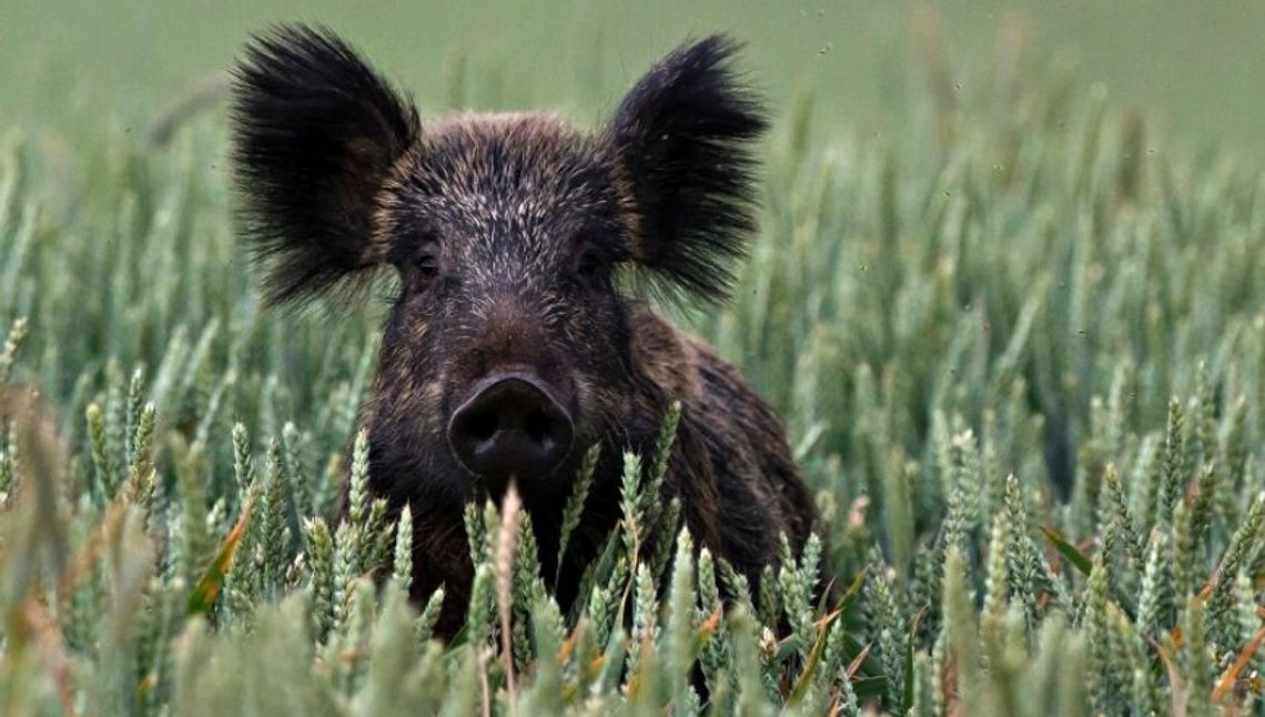Dziki nadal chorują na ASF. Nowe ognisko koło Puław